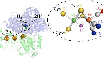 Ученые раскрыли ключевые этапы работы ферментов для водородной энергетики
