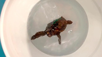 Учёные выяснили, как детёныши черепах ориентируются в океане с помощью магнитного чувства