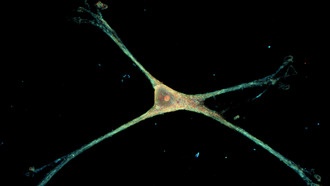 Создана нанопроводная платформа для изучения астроцитов в их естественной форме