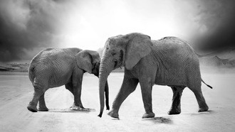 Ученые обнаружили новый механизм, влияющий на продолжительность жизни млекопитающих