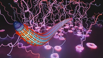 Малярийные паразиты двигаются по правозакрученным спиралям