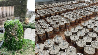 Новый экоматериал Xiriton поможет восстановить прибрежные экосистемы