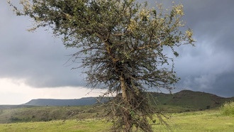 Фольклор помог ученым раскрыть историю индийских саванн
