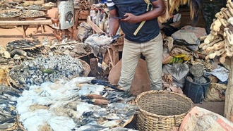 Торговля для ритуалов вуду угрожает популяции африканских грифов