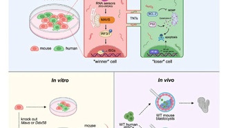 Новый метод повышает выживаемость человеческих клеток в эмбрионах животных для выращивания органов