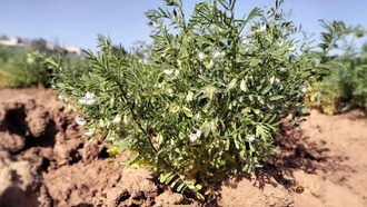 Ученые обнаружили на Канарских островах чечевицу возрастом 2000 лет