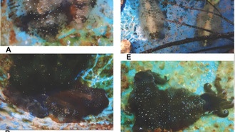 Учёные раскрыли сложные стратегии маскировки белых овальных кальмаров