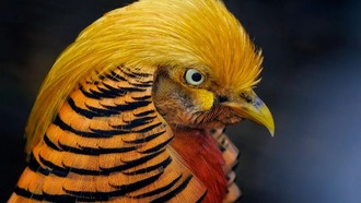 Роскошное оперение самцов фазанов ограничивает их поле зрения и повышает риск быть съеденными