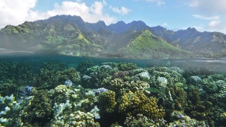 Исследование показало, как деятельность человека на суше влияет на коралловые рифы