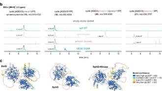Открыт фермент цианобактерий для модификации терапевтических пептидов