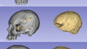 Современные чилийцы стали выше и имеют больший объем черепа, чем их предки