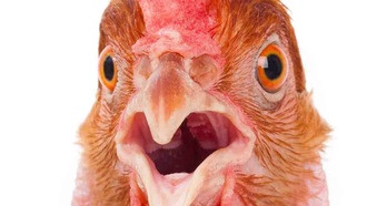 33-летняя городская легенда: документация Turbo C++ утверждала, что звук в 7 Гц может убить кур