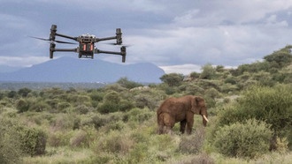 Дроны помогают изучать слонов, не вызывая у них стресса