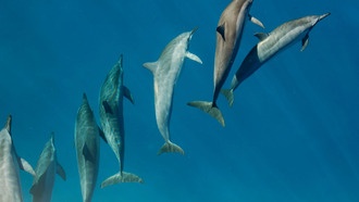 В китах и дельфинах обнаружены рекордные уровни «вечных химикатов»