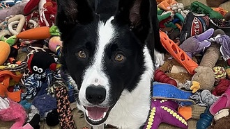 Любопытство и концентрация отличают собак-гениев при изучении объектов