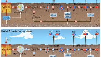 Потепление снижает выбросы оксидов азота в лесах умеренного пояса