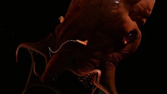 Ученые обнаружили следы темной материи и геном «адского» кальмара