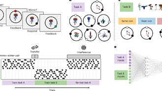 Искусственные нейросети и люди демонстрируют сходные модели при обучении