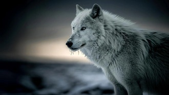 Ученые обнаружили волчью ДНК в большинстве собак