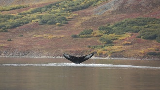 Горбатые киты возвращаются благодаря своей пищевой гибкости