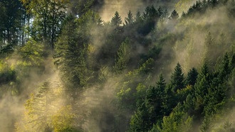 Из-за быстрого потепления 56 млн лет назад растения не успевали адаптироваться