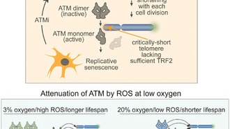 Ученые выяснили, почему клетки стареют быстрее в лабораторных условиях