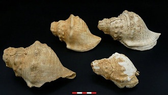Археологи впервые сыграли на 6000-летних раковинных трубах из Каталонии