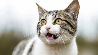 Кошки мяукают чаще при встрече с мужчинами, выяснили учёные