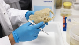 Открыт новый отряд морских губок, меняющий представления об эволюции животных