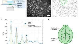 Клетки-«первооткрыватели» в растениях предупреждают соседей о бактериях с помощью кальциевых волн