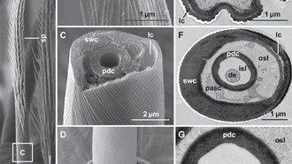 Самцы пауков-пизаурид «нюхают» ногами, чтобы найти партнёрш