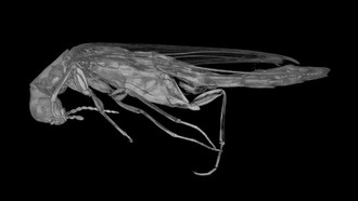 Гриб-симбионт жука-древоточца оказался не только пищей, но и защитником