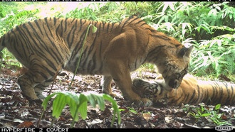 В индонезийском Леусере обнаружена здоровая популяция суматранских тигров