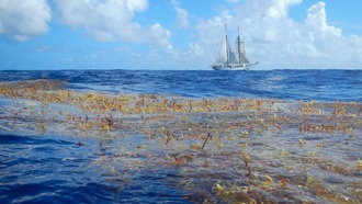 В Саргассовом море резко сократились популяции саргассовых водорослей
