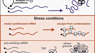 Ученые выяснили, как клетки «сохраняют» работу при стрессе