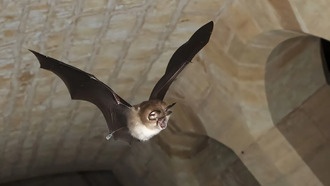 Исследование летучих мышей показало, что материнство имеет свою цену, но не для всех