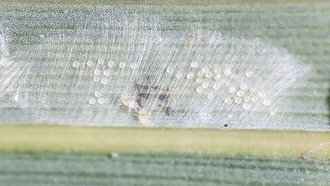 Учёные выяснили, как «общественные туалеты» помогают выживать социальным паутинным клещам