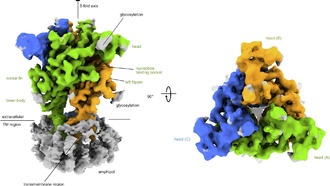 Ученые нашли способ блокировать рецептор, связанный с хронической болью и раком