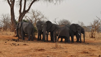 В Ботсване слоны не боятся пчел: ученые ищут новые способы защиты посевов