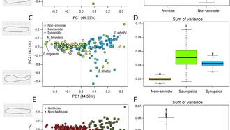Палеонтологи выяснили, почему амниоты стали доминировать на суше