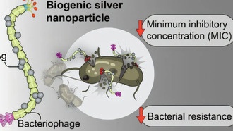 Учёные создали наночастицы серебра на вирусной основе, которые эффективнее убивают бактерии
