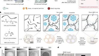 Учёные создали гидрогель для быстрого выделения внеклеточных везикул