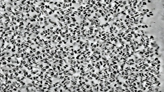 Ученые впервые заглянули внутрь капель-подобных структур ДНК