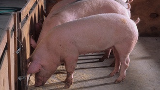 Новые статистические инструменты улучшают поиск причинных изменений ДНК у сельскохозяйственных животных