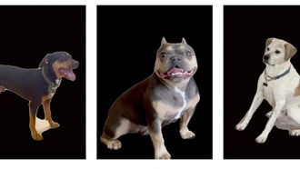 Исследование: настроение человека искажает восприятие эмоций собак