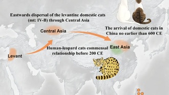 Домашние кошки пришли в Китай гораздо позже, чем считалось