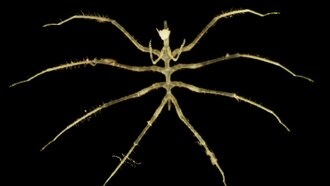 В ходе испытаний глубоководной добычи полезных ископаемых обнаружены новые виды животных