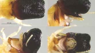 В тропических лесах Южной Америки обнаружен новый вид термитов, похожий на кашалота