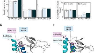 Неожиданная белковая структура объединяет бактерии, вирусы и эукариоты в управлении ДНК