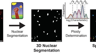Новый инструмент iSPy позволяет визуализировать полиплоидные клетки в живых тканях